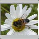 Eristalis pratorum - Keilfleckschwebfliege w01.jpg